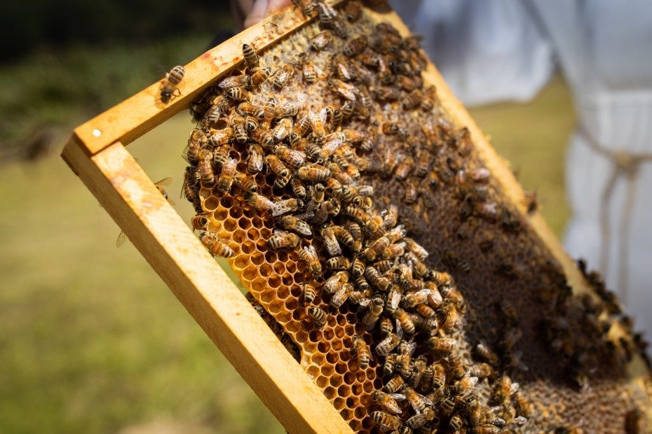 bee hives producing kanuka honey for snowberry products