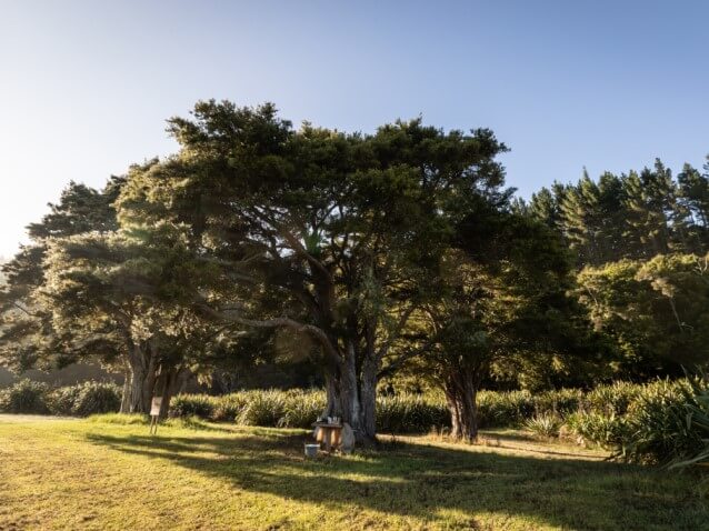 a forest in new zealand