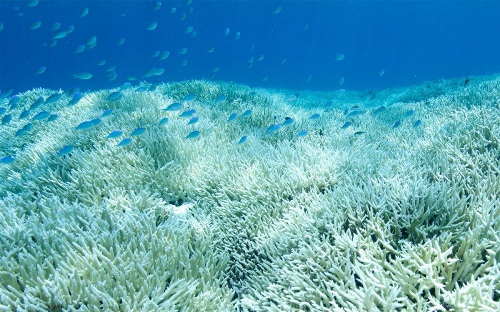 How Your Chemical Sunscreen Could Be Harming You &amp; The Environment